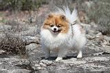 SPITZ ALLEMAND 304